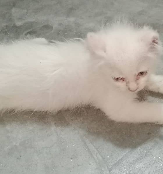 Persian kitten 2 month 3