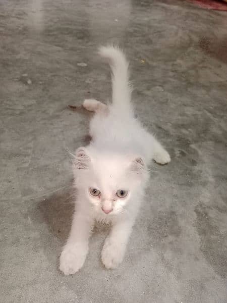 Persian kitten 2 month 4