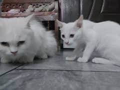 Breeder Female Persian Cat triple coated with male kitten double coat