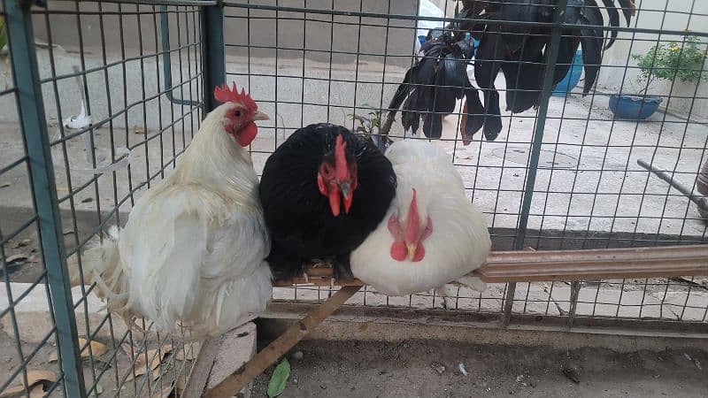 fancy hen and chicks for sale 4