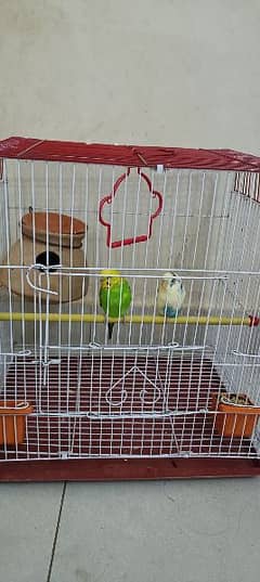 Birds for sell with finch and cage
