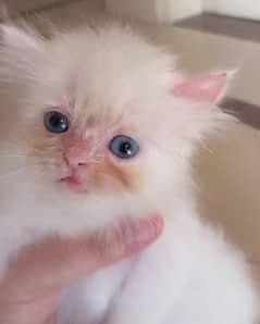 Blue eyes punch face  kitten