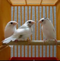 Bangles Finches 0