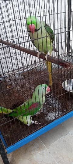parrot for sale one pair