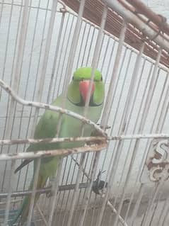 Ring neck parrot with cage for sale