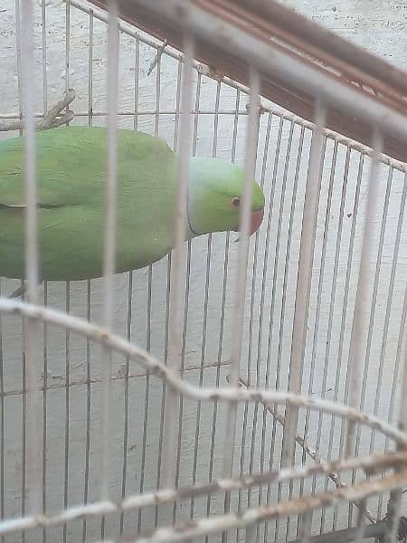 Ring neck parrot with cage for sale 1