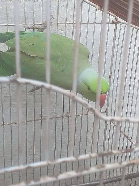 Ring neck parrot with cage for sale 2