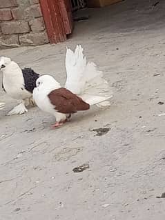 Modern red saddle Breeder male