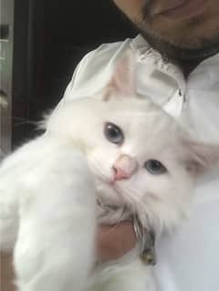 white persian kitten blue eyes