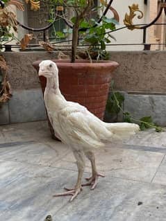 White herra , black aseel lakha , shamu chicks for sale