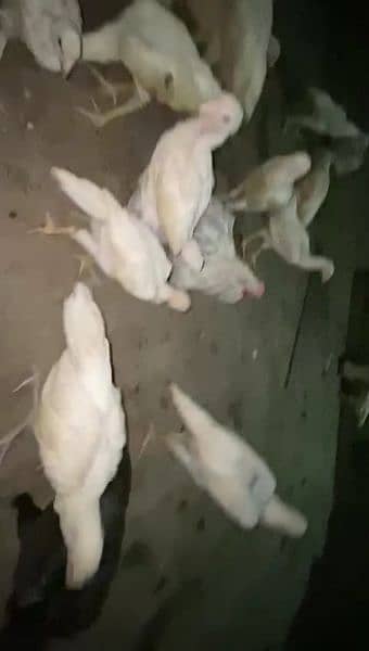 White herra , black aseel lakha , shamu chicks for sale 2