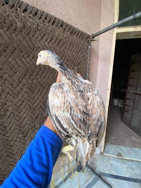 White herra , black aseel lakha , shamu chicks for sale 4