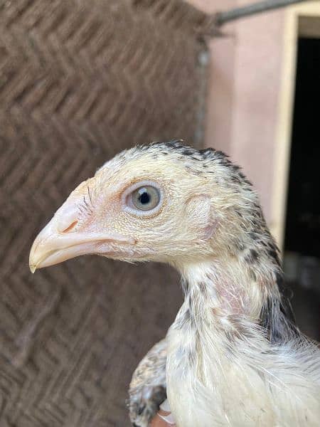 White herra , black aseel lakha , shamu chicks for sale 8