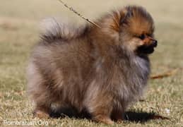 Pomeranian puppies/puppies/pom dog/ dog