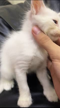 5 PERSIANS CAT KITTENS AVAILABLE (male & female)