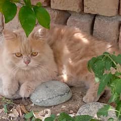 Persian cat gender male age 10 months old washroom trained