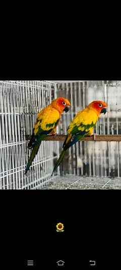 sun conure breeder pair 0