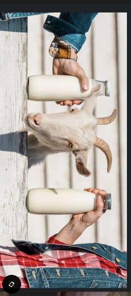 Goat milk Natural 1