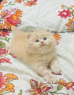 Persian cat for urgent sale