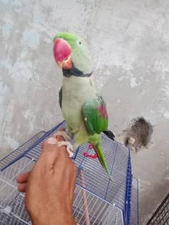 Rao Kashmir jumbo parrot hantem