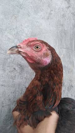 lakha aseel 2 male available for sale