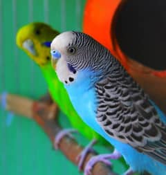 Australian Parrot Home breeding