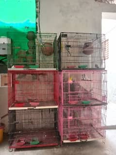 parrots cage 0