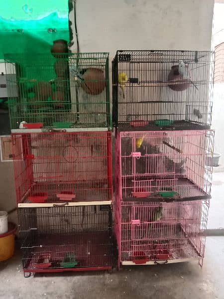 parrots cage 2