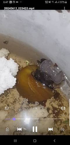 Yellow Apple Snail