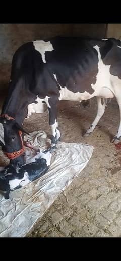 cow for sale with female