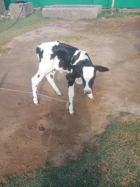 cow for sale with female 1