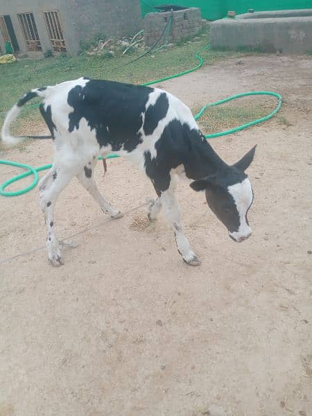 cow for sale with female 2