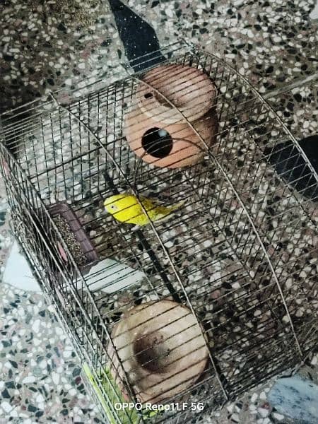 Budgie female for sale 0