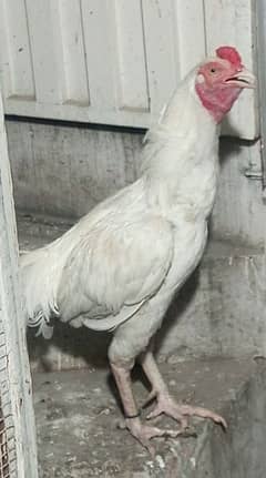 white adult hera mix shampoo for sale fully healthy and active. .