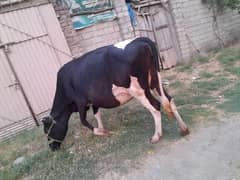 Cow for sale 8 month gaban 0