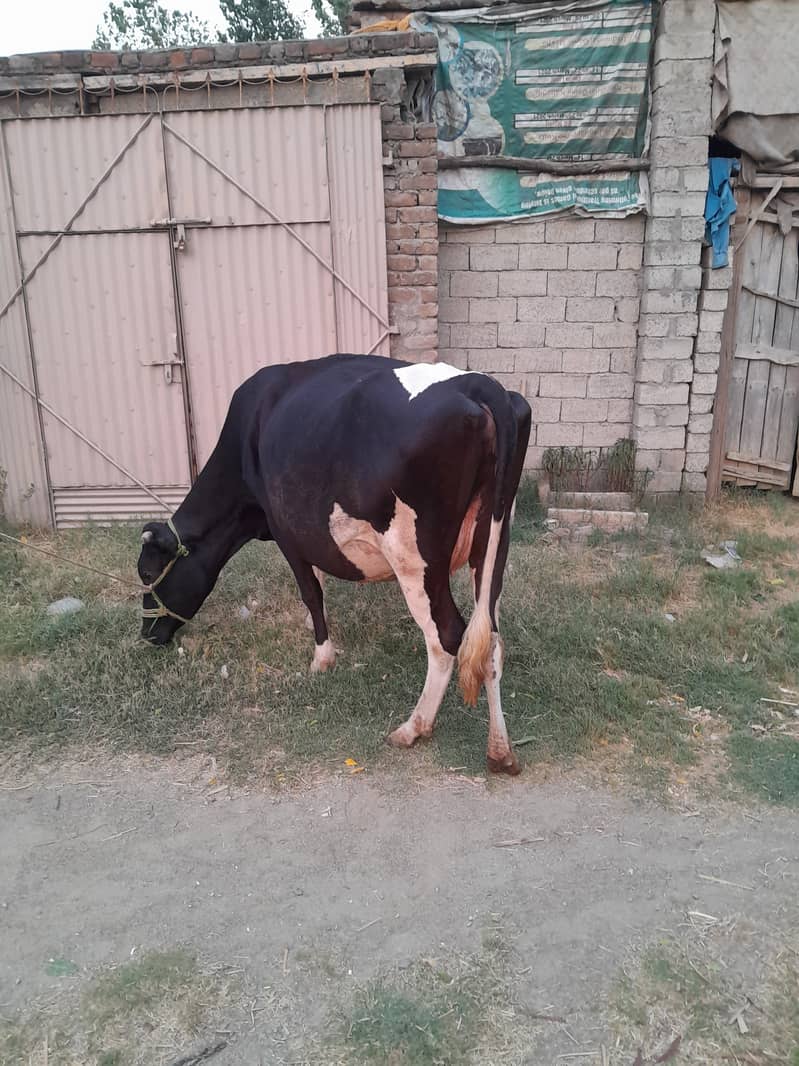Cow for sale 8 month gaban 1