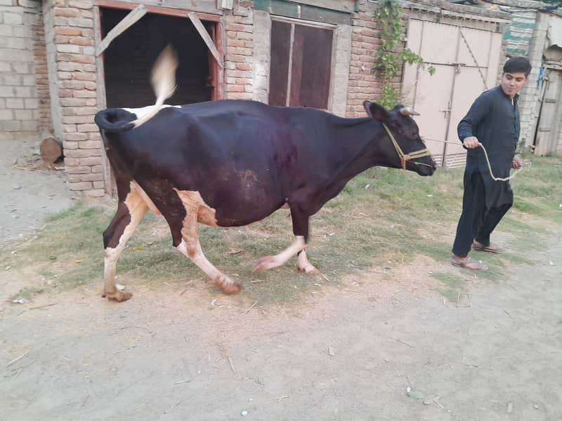 Cow for sale 8 month gaban 2