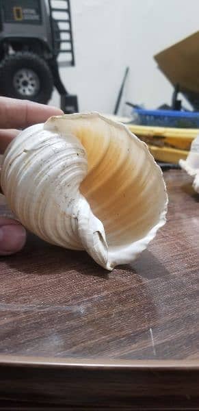 rare seashells 4