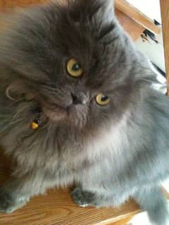 persian male . . matting and exchnage available