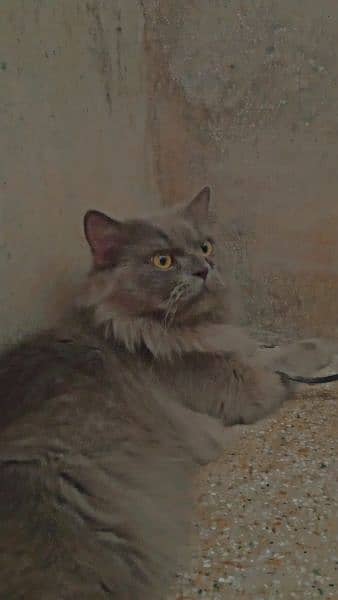 persian male . . matting and exchnage available 1