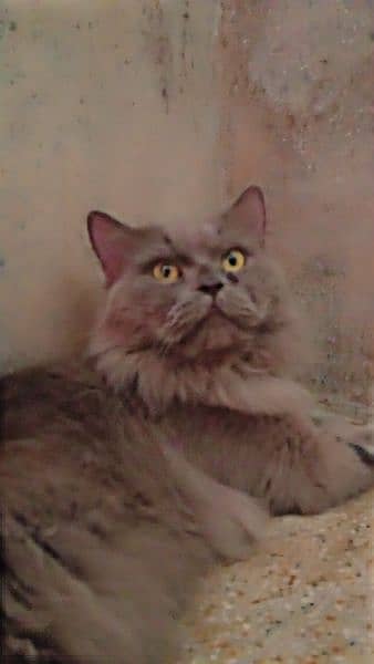 persian male . . matting and exchnage available 3