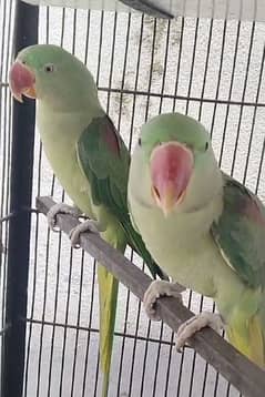 Raw parrot Breeder Pair