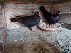 black pair breeder for sale 03064640981 0