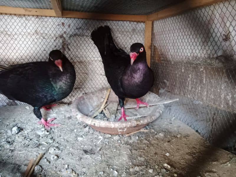 black pair breeder for sale 03064640981 2