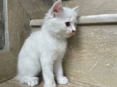 Persian Cat For Sale/Persian Kitten/ Kitten For Sale/Cat For Sale
