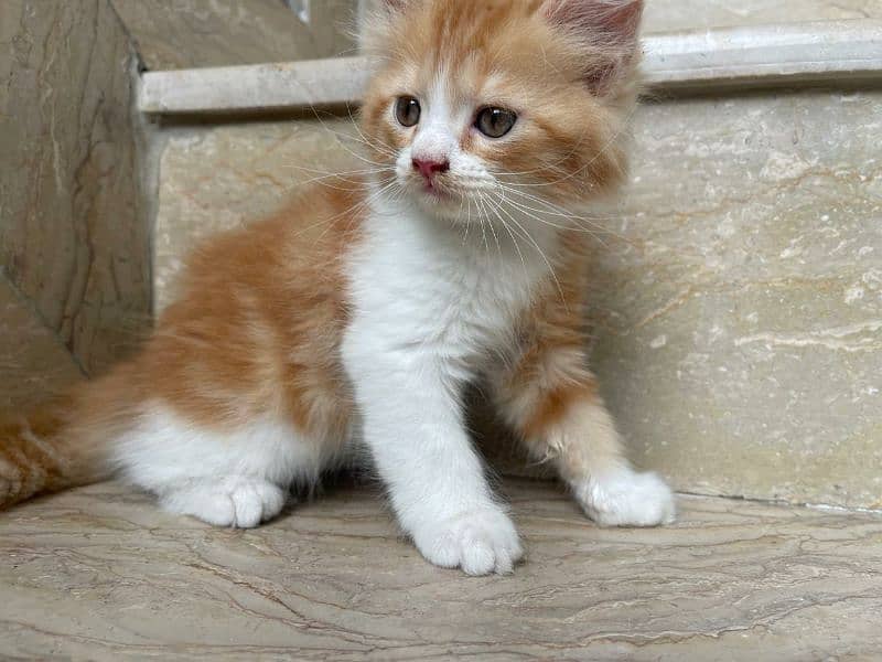 persian pure triple coated beautiful cat 1