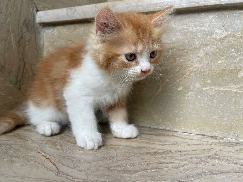persian pure triple coated beautiful cat 4