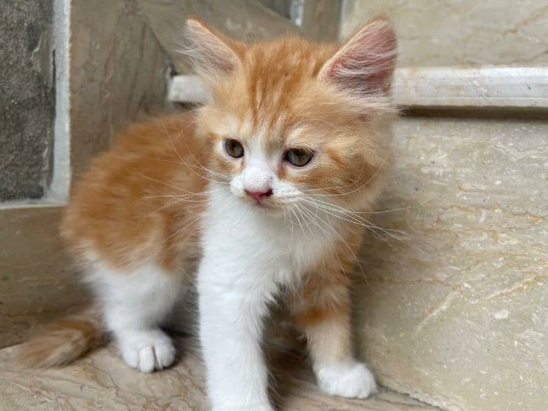 persian pure triple coated beautiful cat 7