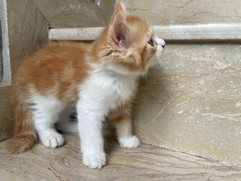 persian pure triple coated beautiful cat 8
