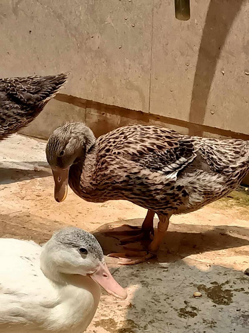 3 duck for sell 1 white 2 brown 3000 pr pice 2